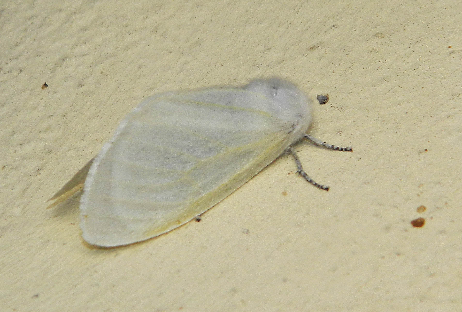 Leucoma salicis, Erebidae Lymantriinae